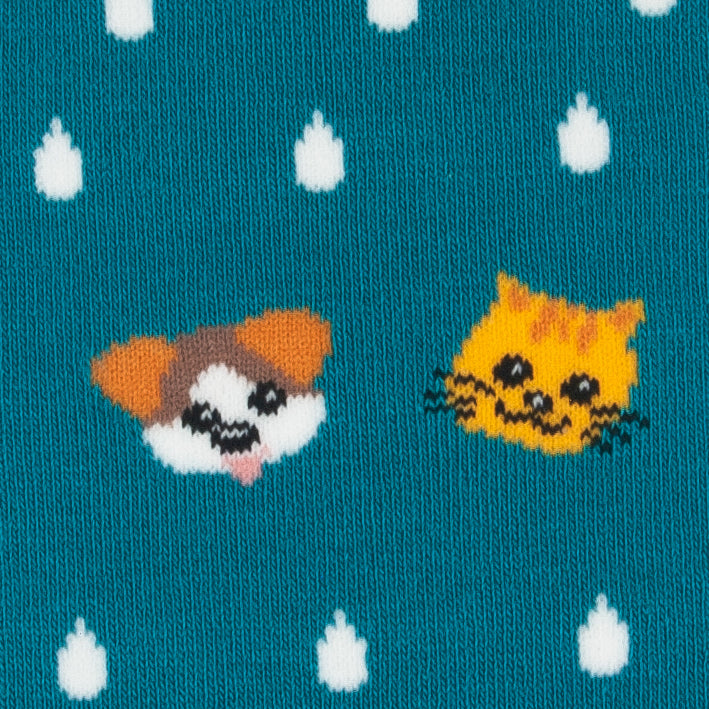 Close-up of the cat and dog faces with raindrops